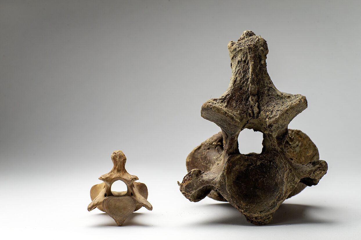 Permafrost discovery of the axis of horse and Steppe Bison from the last ice age. Boneyard Alaska documentary film discovery.