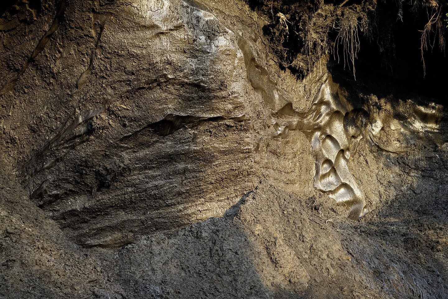 Photo of the permafrost and an ice wedge in the permafrost layer as seen in Alaska USA. The effect of global warming is real. The frozen ground is melting, Nature is undergoing change. Warming weather is making the frozen ground melt. Thawing ground where the microbes are waking up and starting to consume the organic material in the frozen muck. Alaska is warming. The effect of global warming.