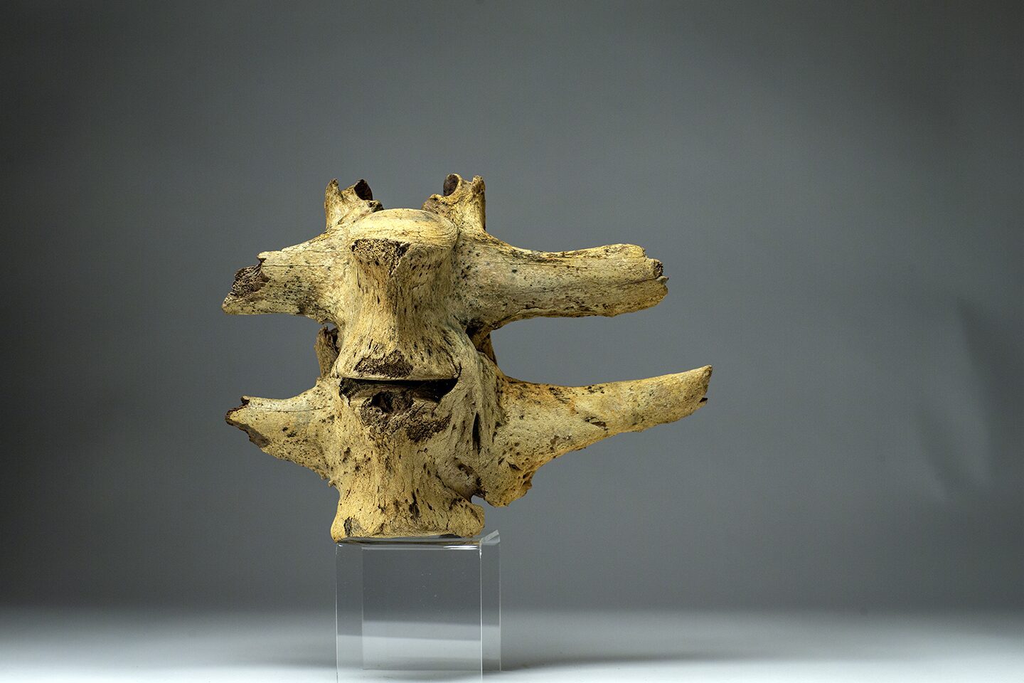 Fuesed vertebra to an animal that lieved during the Last Ice Age.