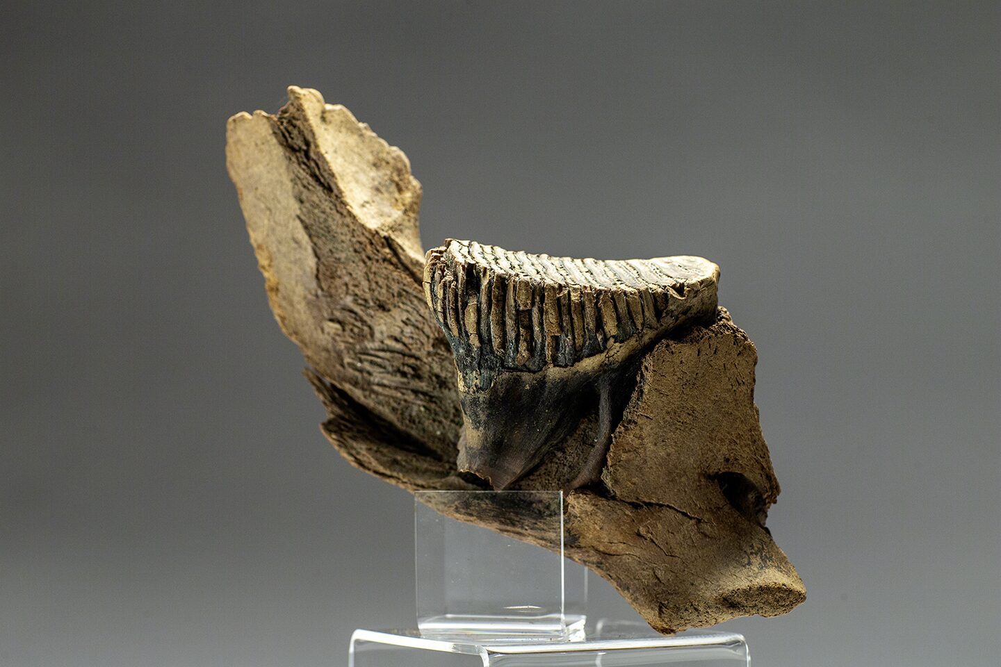 Molar to the mammoth in prestine condition discovery at Boneyard Alaska