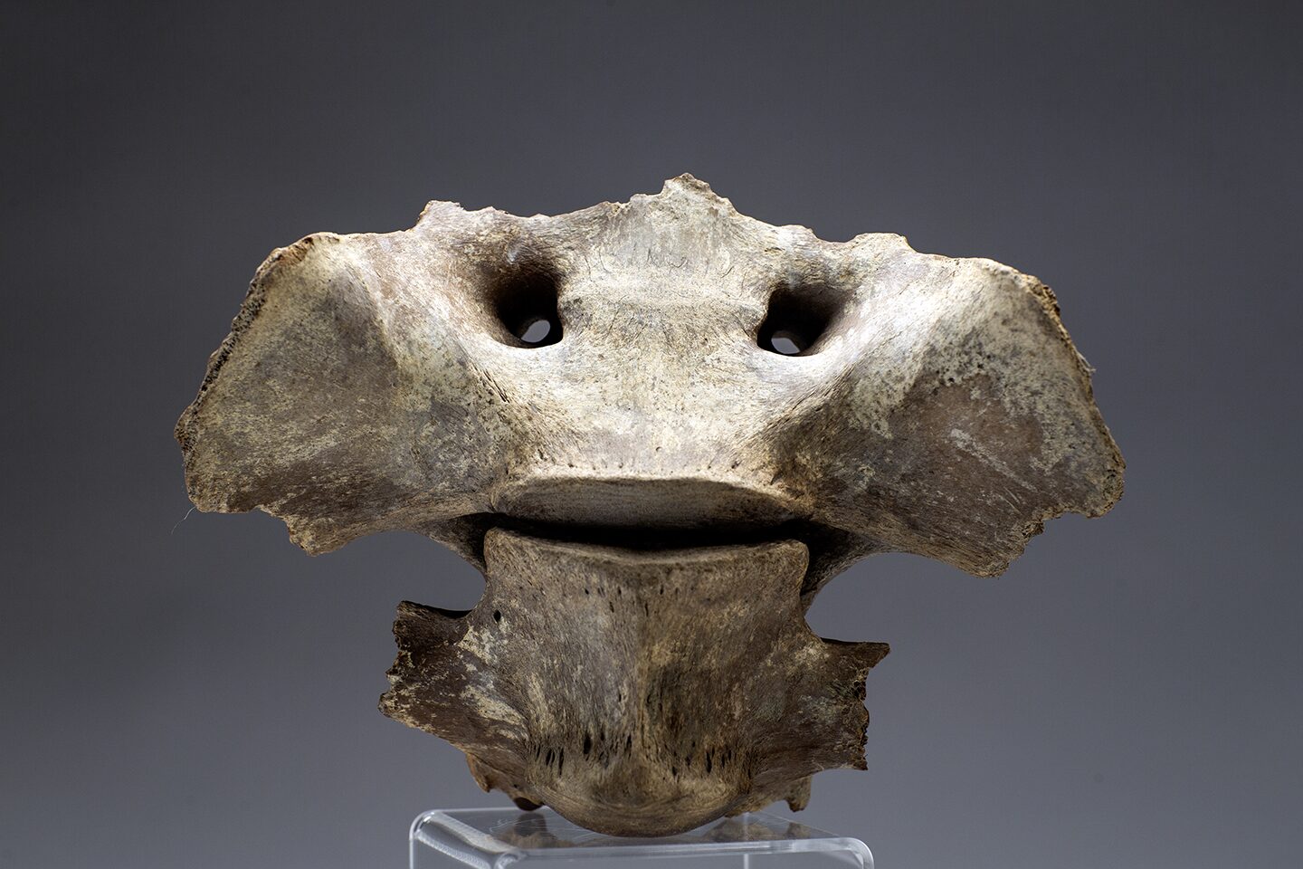 Steppe Bison sacrum and one isolated vertebra photo, animal extinct from the Last Ice Age