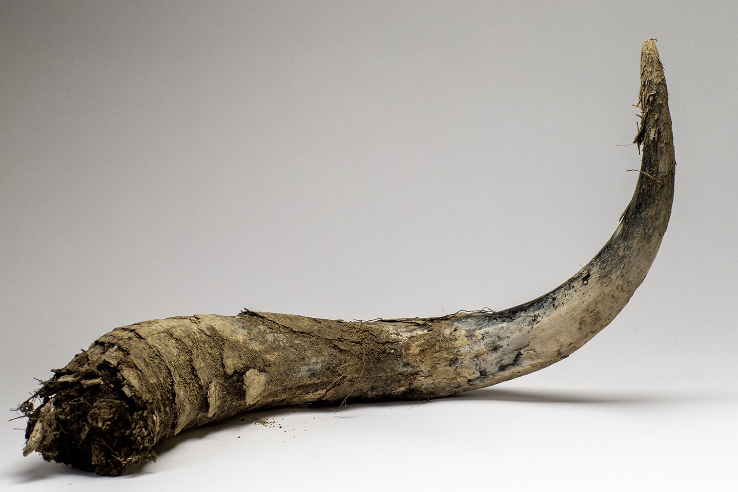 Animal horn sheath from the last ice age, discovery at the Boneyard Alaska