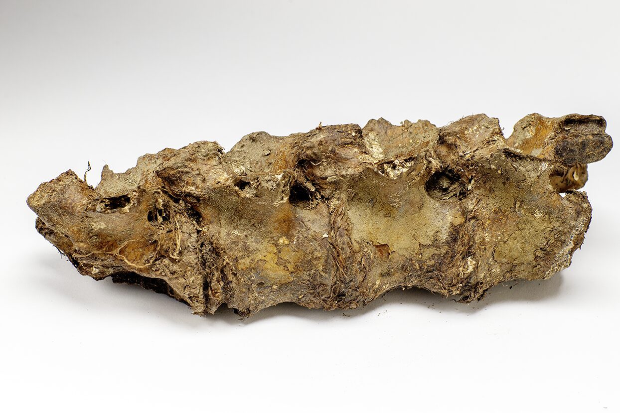 Last Ice Age animal vertebra with soft tissue from the Boneyard Alaska permafrost discovery in Alaska. Photography by ©Paul Andrew Lawrence