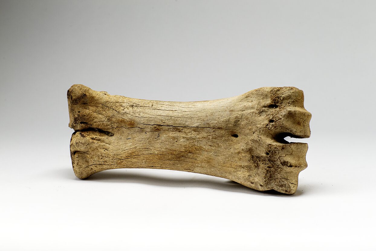 Perfectly preserved Caribou leg bone from the Boneyard Alaska dig site and the permafrost .