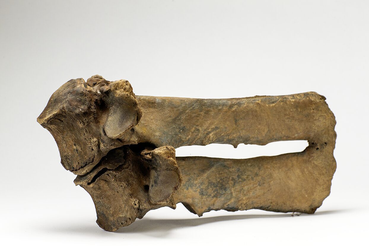 This is a very unique fused neural spine bone of a Stepper Bison that went extinct during the last part of the Last Ice Age some 11700 years ago. Discovering an animal bone fragment like this whit fused bones like this is very unique, the animal must have been the surviving Steppe Bison from a fierce fight or two having endured such an injury which it healed from.