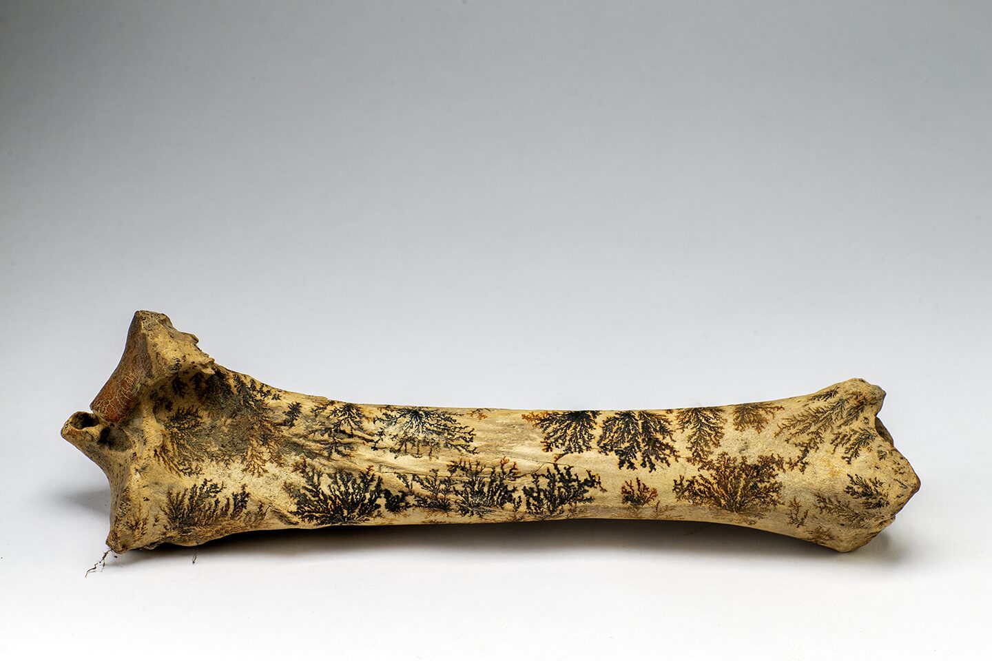 Leg bone, tibia from a horse with dendrites markings on the bone, a pristine fossil of a horse leg bone from the Last Ice Age