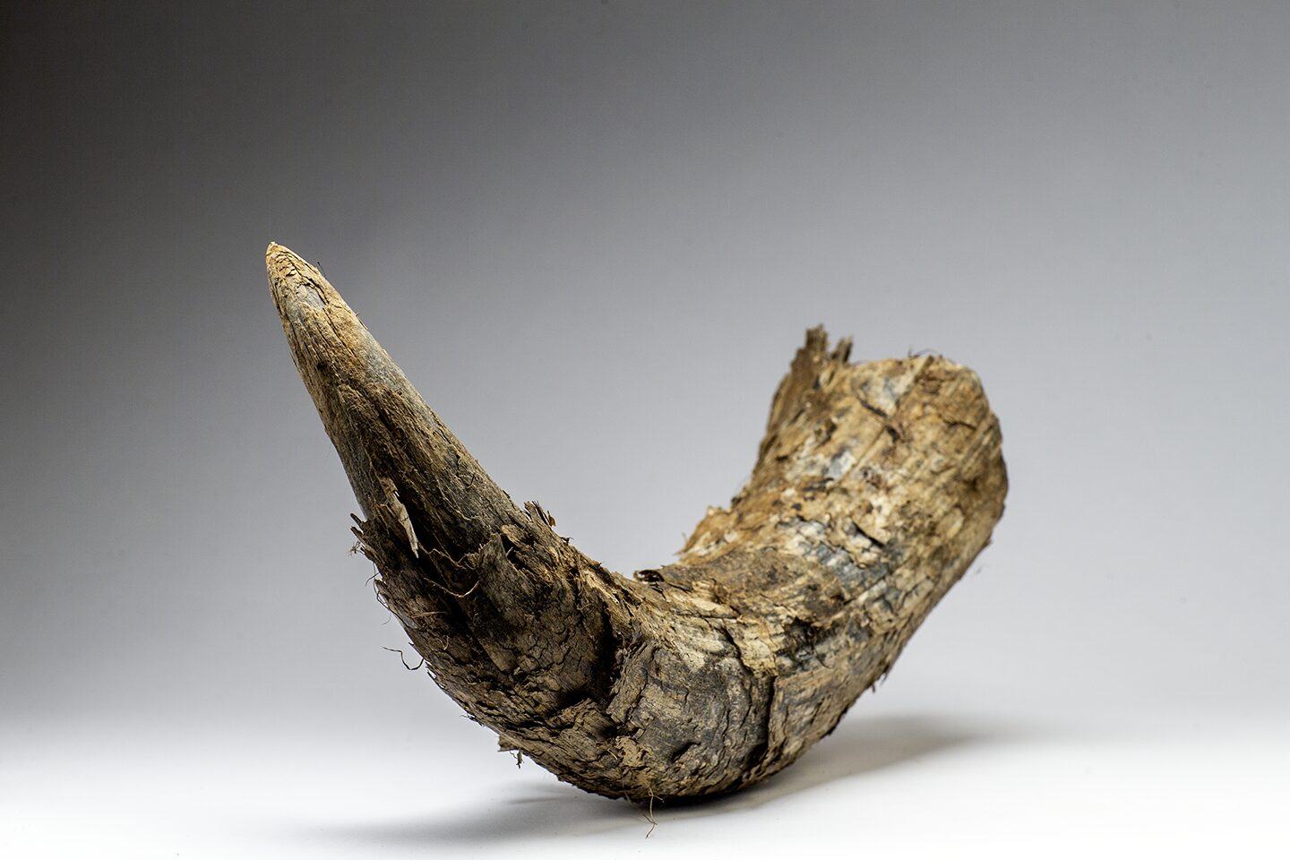 Steppe Bison horn sheath, animal from the Last Ice Age,