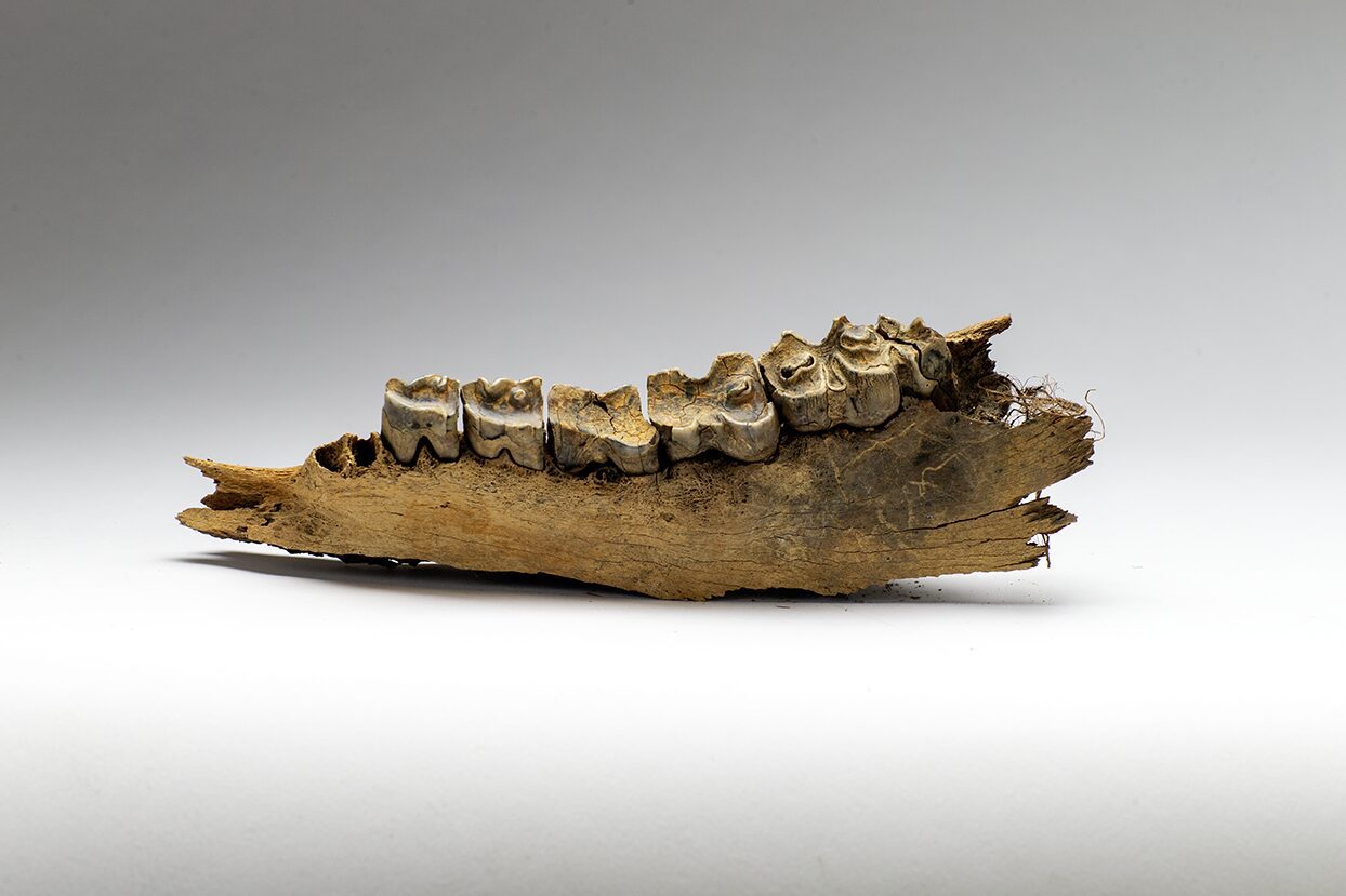 Photo of the Steppe Bison jaw bone with teeth, a permafrost discovery