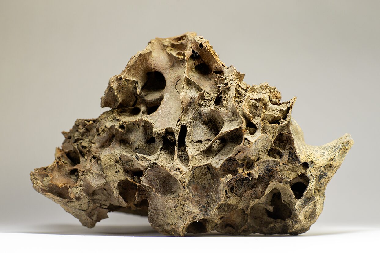 Skull fragment, perfectly preserved, wolly mammoth discovery in the permafrost at Boneyard Alaska
