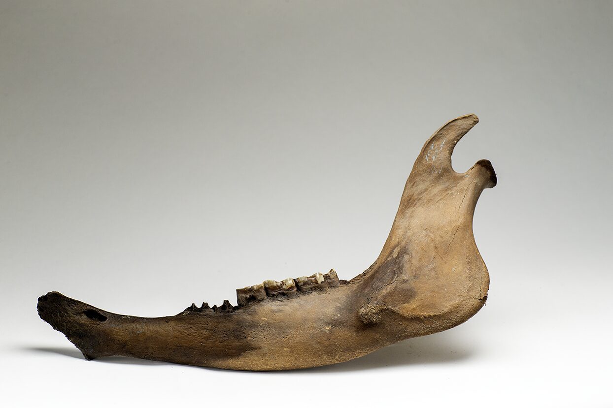 Photo of the Steppe Bison jaw bone with teeth, a permafrost discovery