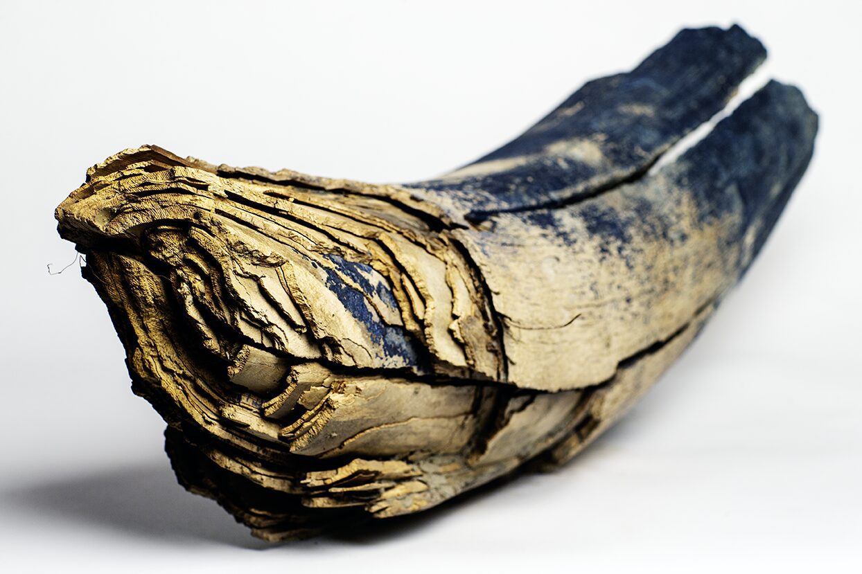 Male Woolly Mammoth tusk, its broken and we can see the year rings of the inside of the ivory tusk covered in vivianite.