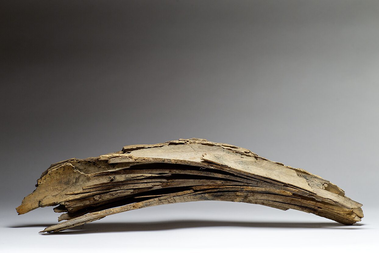 Woolly Mammoth tusk, broken female tusk shows the inside fragments