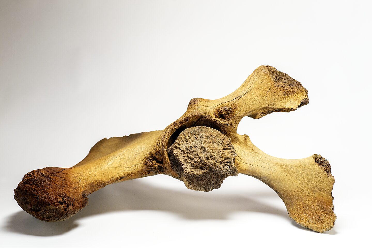 Woolly Mammoth pelvis and femoral Hip Socket discovery at the Boneyard Alaska, this bone is more than 12000 years old, discovered in the permafrost by John Reeves, master boner in his gold mine in Alaska.