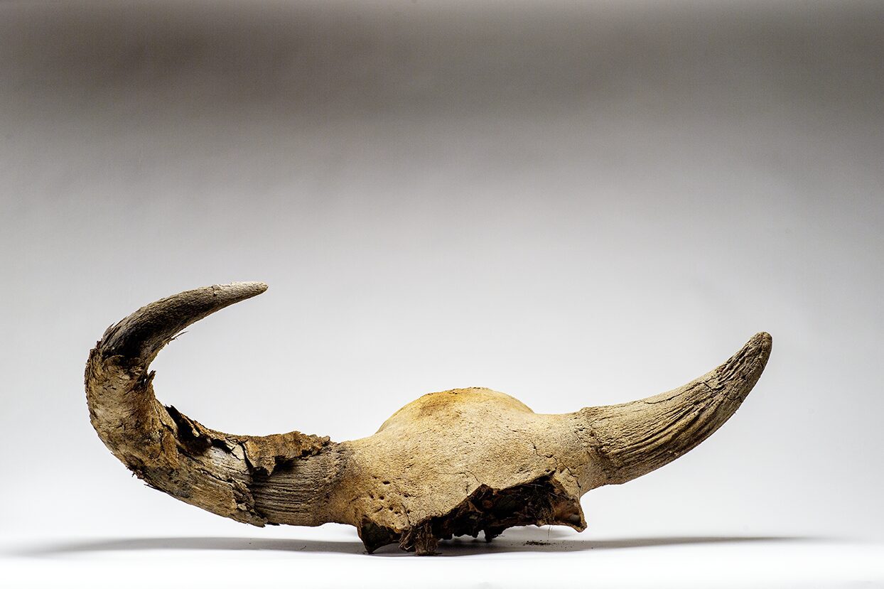Bison skull with horn sheath in pristine condition, a discovery at the Boneyard Alaska just outside of Fairbanks Alaska USA. Steppe Bison now extinct