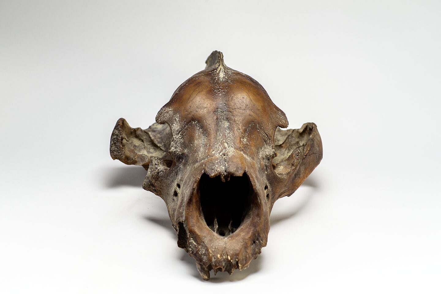 Short-faced bear skull from an animal that lived some 15000 years ago during the end of the Last Ice Age. Very unique bear skull, short faced bear, carnevore