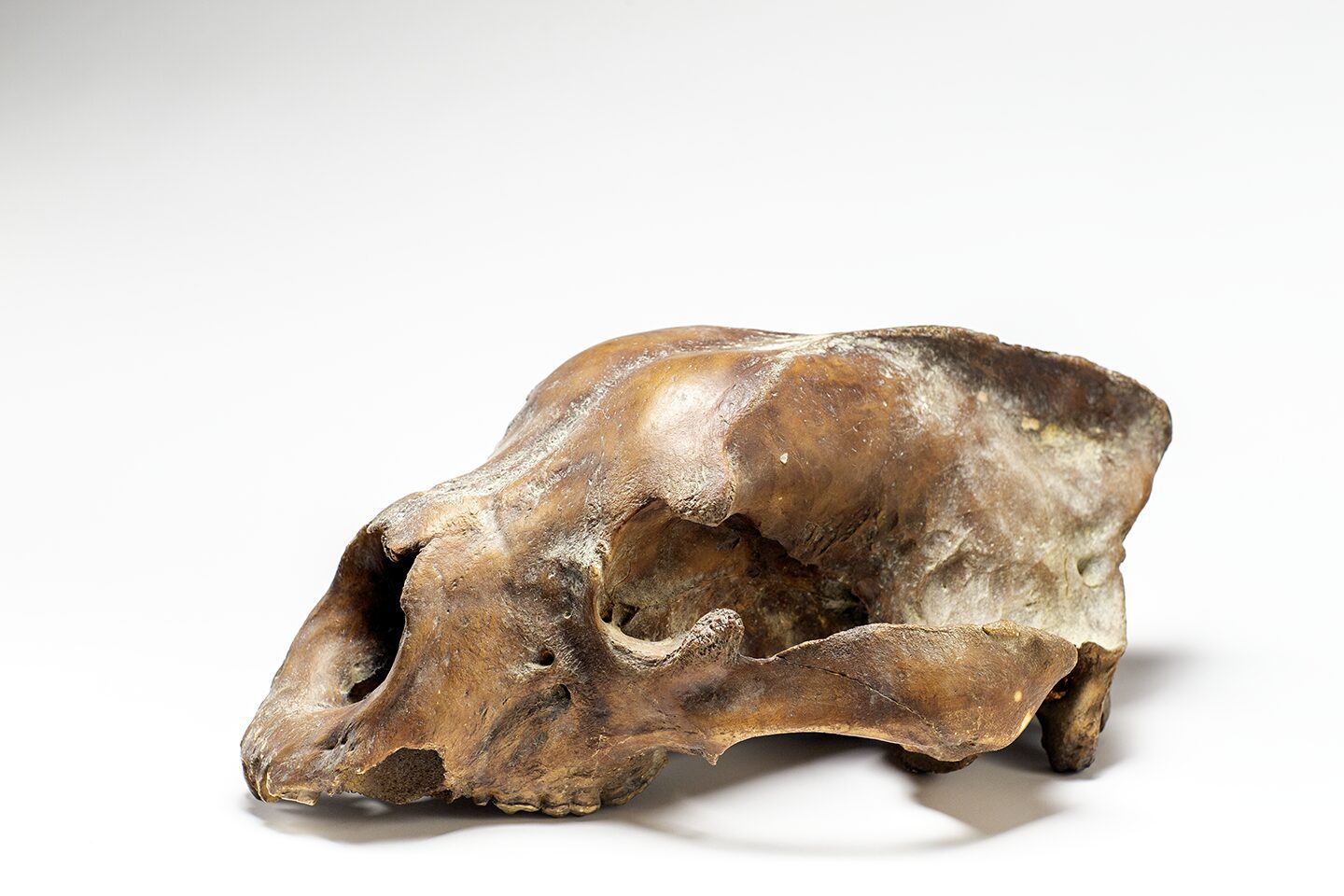 Short-faced bear skull from an animal that lived some 15000 years ago during the end of the Last Ice Age. Very unique bear skull, short faced bear, carnevore