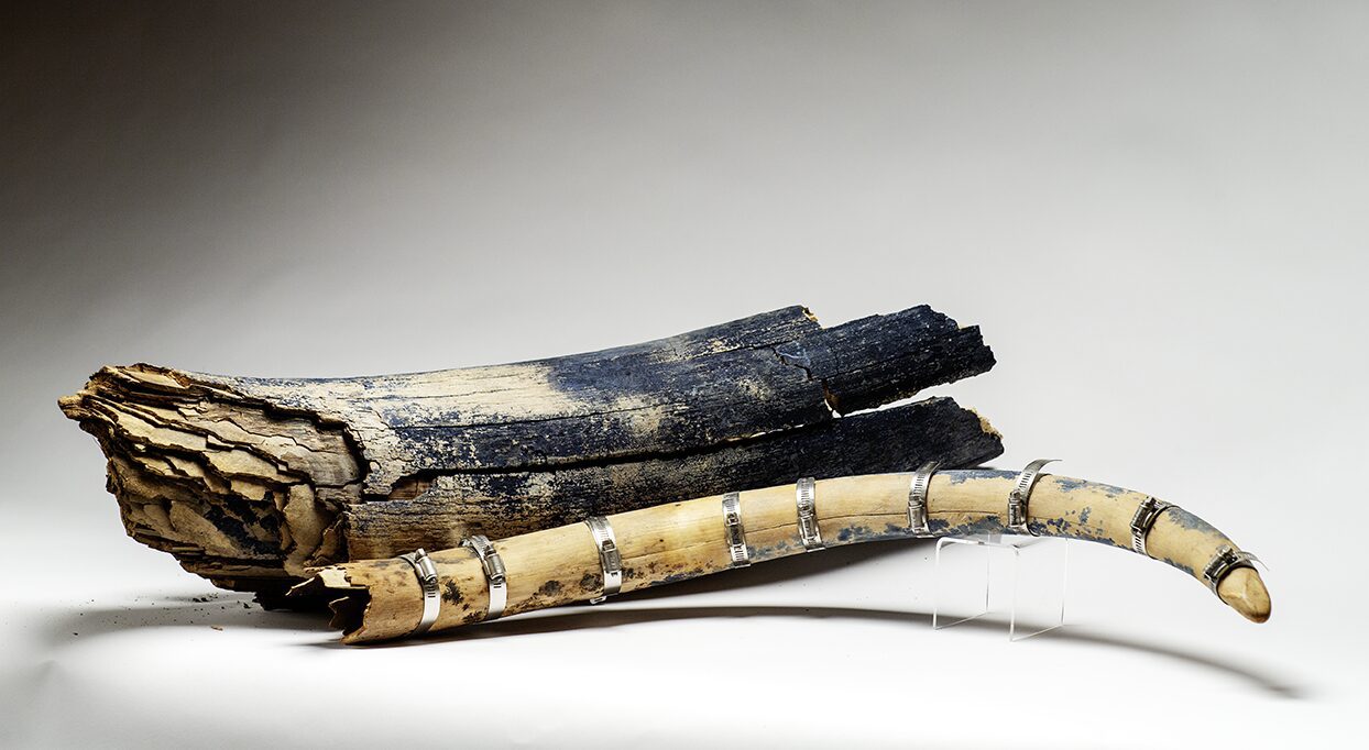 Woolly Mammoth tusk, male and female, the tusk was discovered in the permafrost at the Boneyard Alaska just outside of Fairbanks.