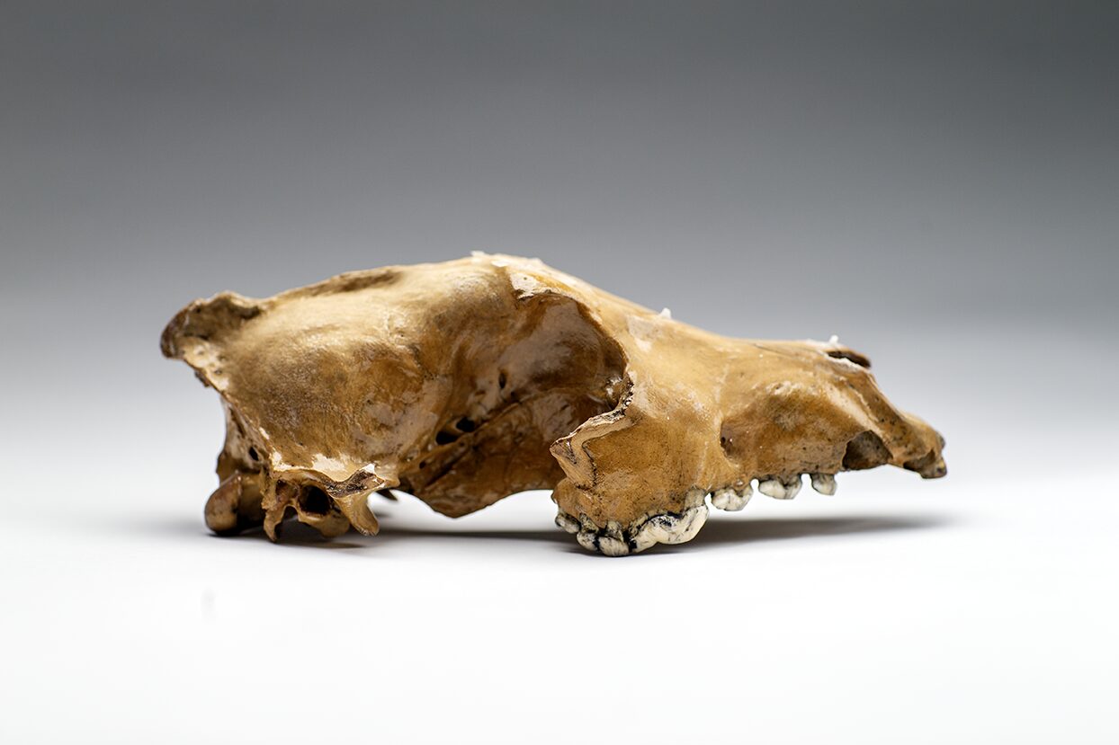 Paul Andrew Lawrence, Boneyard Alaska documentary film, photo of the unique Dire Wolf skull in presence condition. Discovery made by master boner John Reeves, an amateur paleontologist.