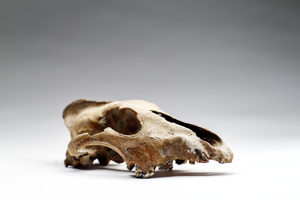 Boneyard Alaska; old; prestine condition; extinct; Dire Wolf; Dire Wolf skull; scull; skull; fossil; preditor; permafrost discovery; discovery at Boneyard Alaska; John Reeves Family Collection; paleontology; animal bone; last Ice Age; bone fragment; bone; Boneyard Alaska; Fairbanks; Alaska; USA; North America; extinct animal bone; broken K9; unique skull; unique discovery