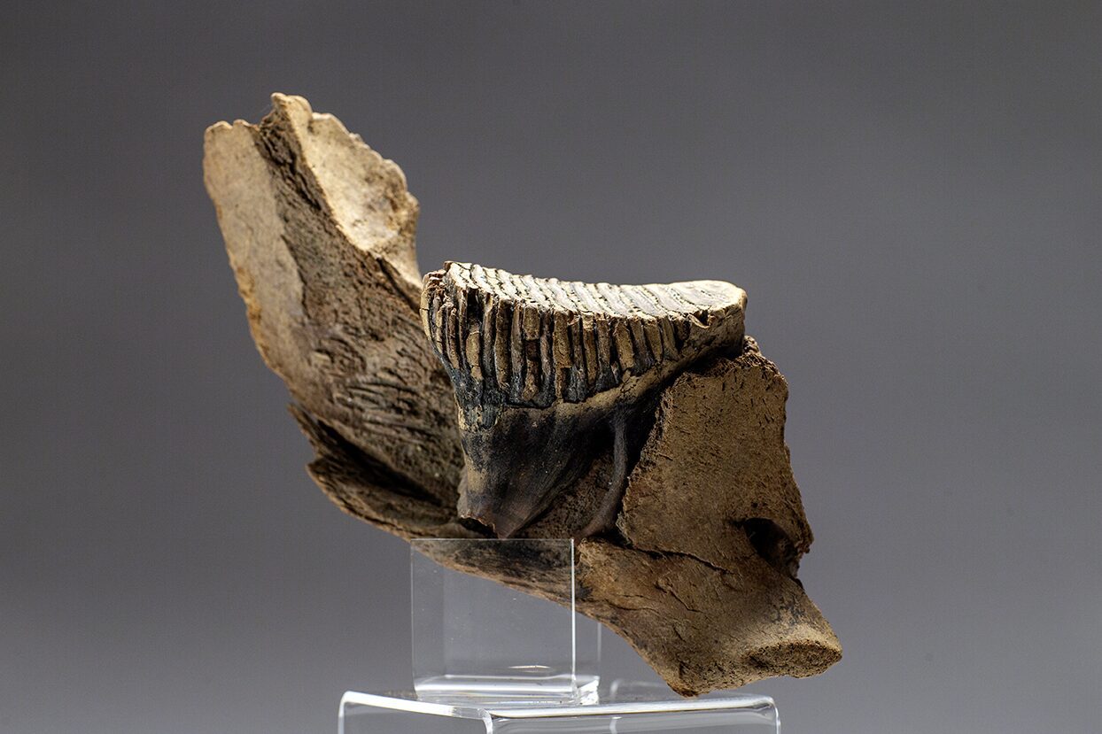 Mammoth Molar set in the jaw bone. This unique discovery in the permafrost at the Boneyard Alaska dig site was made by Master Boner John Reeves, an amateur paleontologist. It is today part of the Reeves Family Collection of animal bone from the Last Ice Age and the extinction event of the animals more than 11700 years ago. It is believed the bone collection is the largest private bone collection from the plasticine epoch in the world.