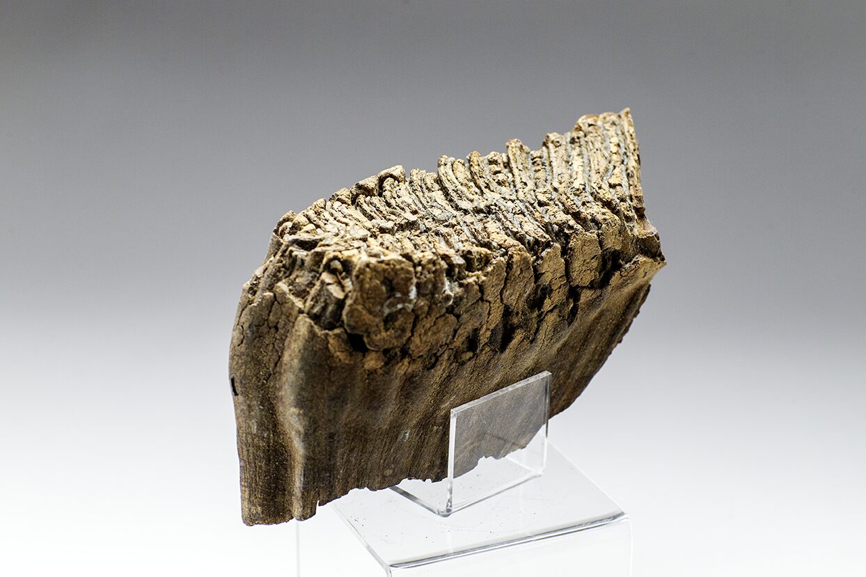 Photo of a Woolly Mammoth molar by Paul Andrew Lawrence at the Boneyard Alaska