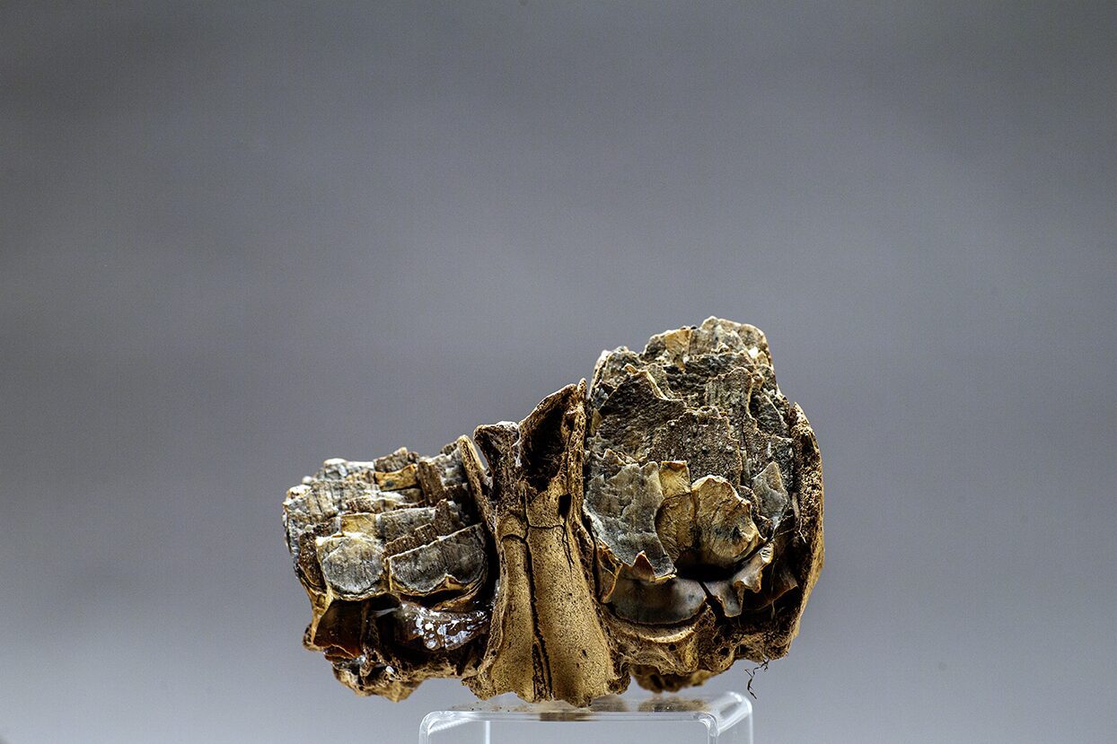 The broken molar of a young Woolly Mammoth photographed by Paul Andrew Lawrence, a discovery from the last Ice Age at the Boneyard Alaska, just up the road from Fairbanks Alaska USA