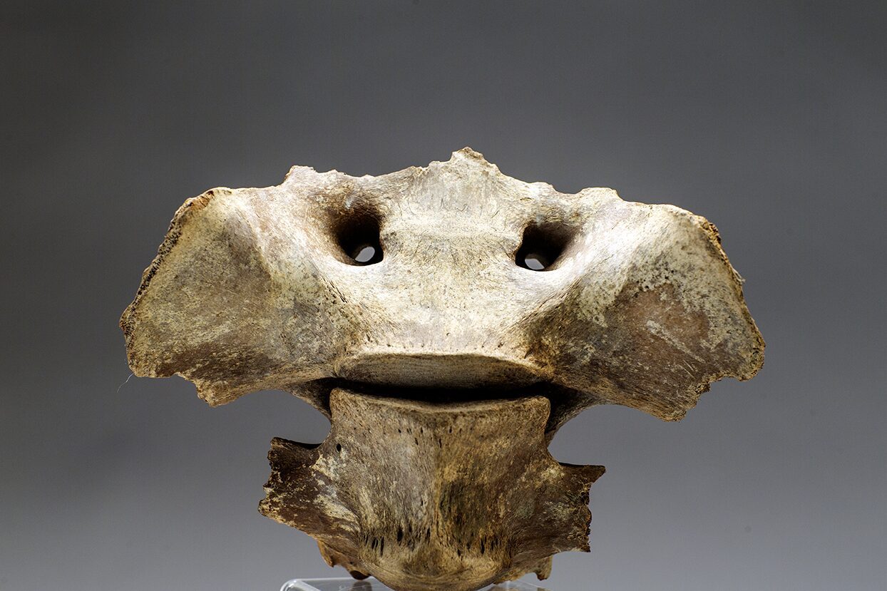 Steppe Bison sacrum and vertebra black and white photo by Paul Andrew Lawrence