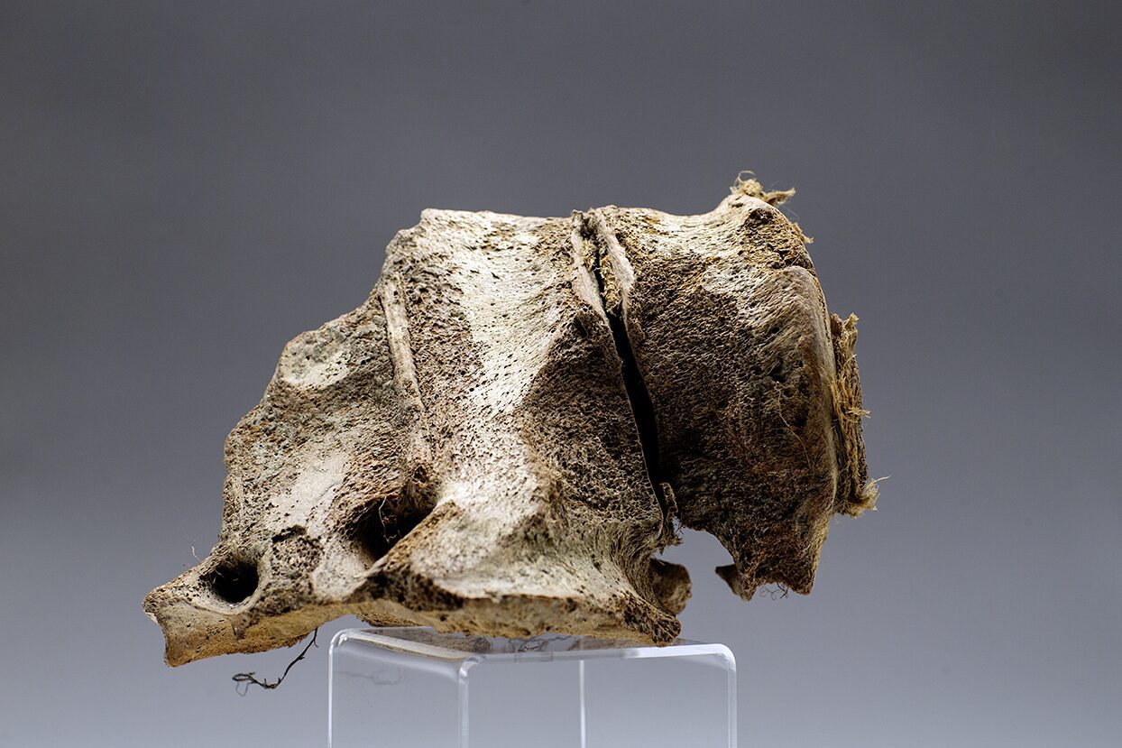 Steppe Bison bone fragment with soft tissue, permafrost discovery at the Boneyard Alaska by John Reeves.