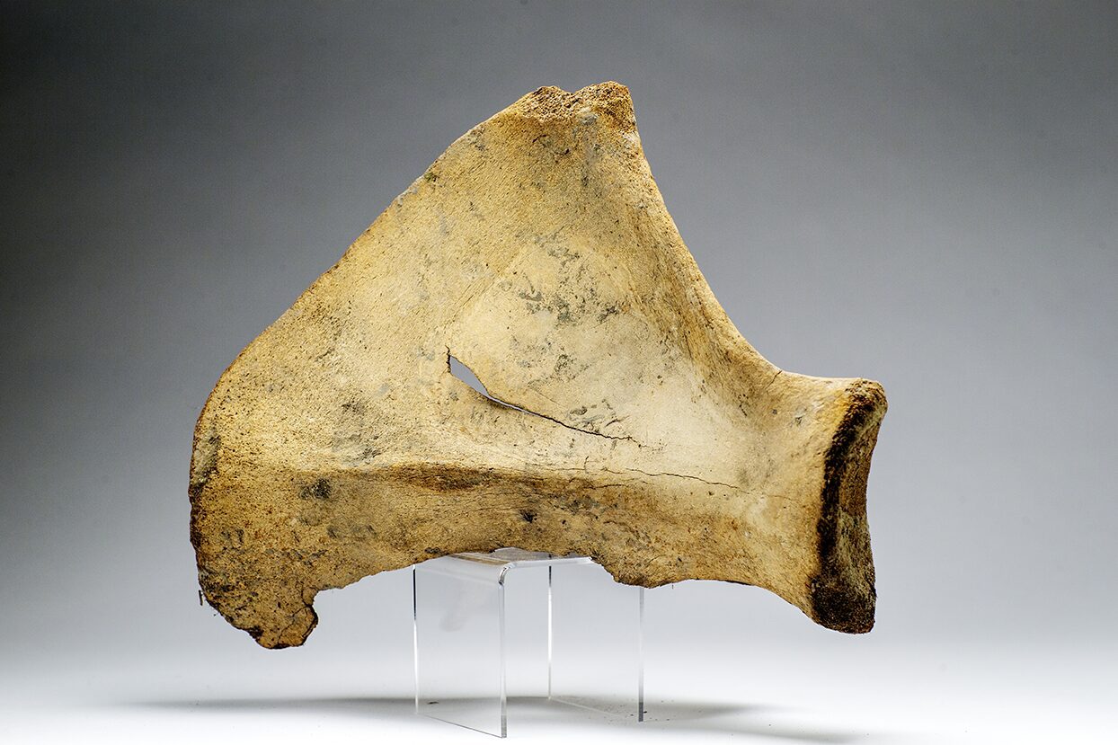 Prehistoric extinct Ice Age Bison scapula - shoulder blade, discovered in the permafrost at the Boneyard Alaska