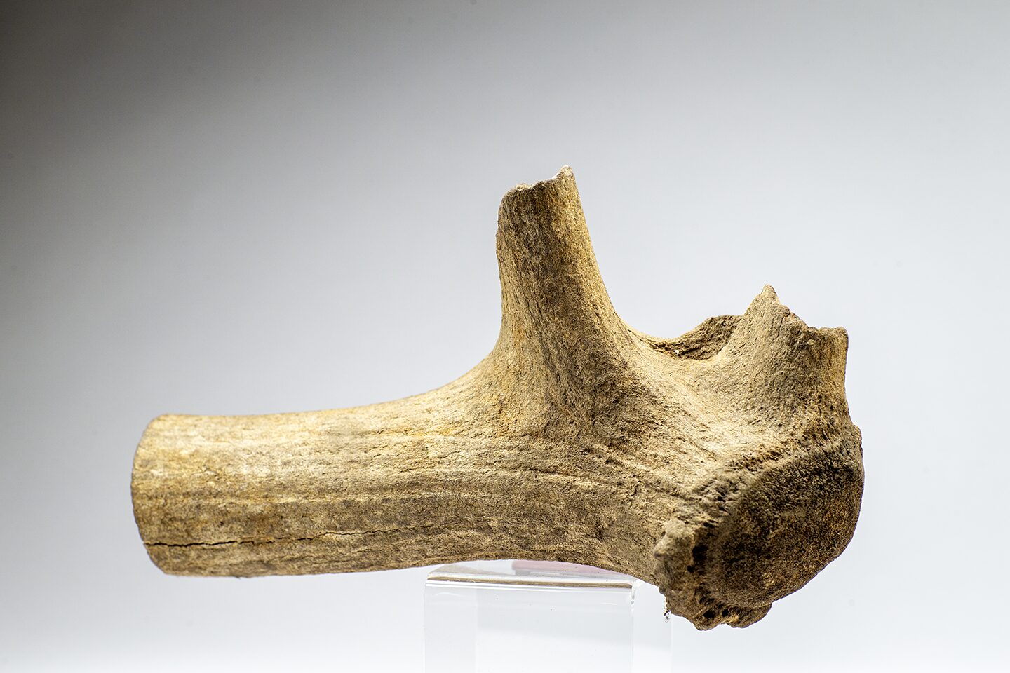 Photo of the antler for an Elk that is from the last ice age, the antler was discovered at the Boneyard Alaska in Fairbanks. in 2015.
