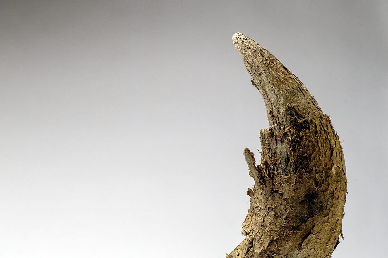 Beneath the ever-frozen ground of Alaska, lie the bones of Ice Age creatures that roamed this region tens of thousands of years ago: bison, woolly mammoths, and prehistoric bears. Stored in a permafrost deep-freeze for all this time, these remained are in pristine condition and represent an unprecedented window into the life of the Pleistocene Epoch.