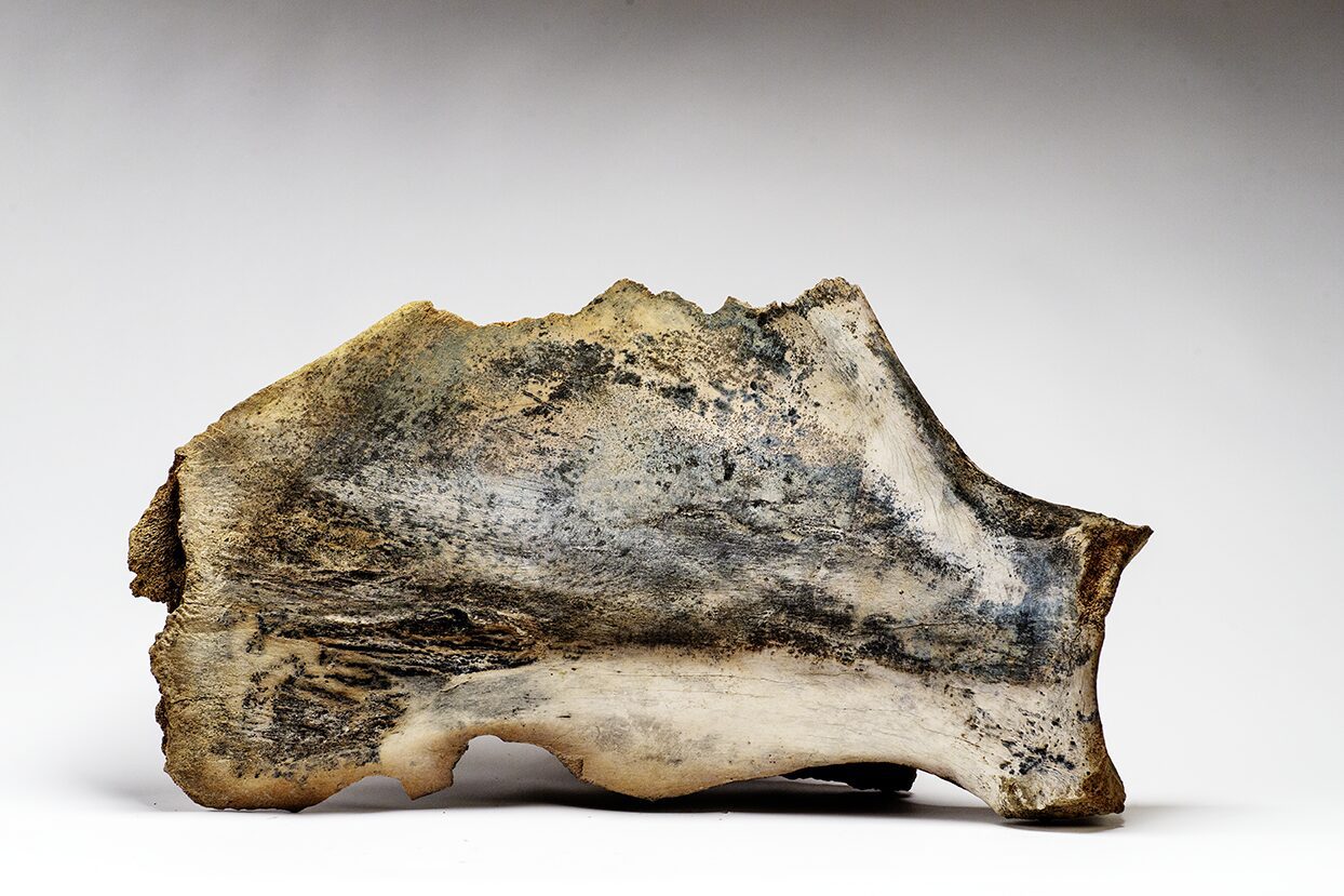 Woolly Mammoth shoulder blade photo, from the Boneyard Alaska