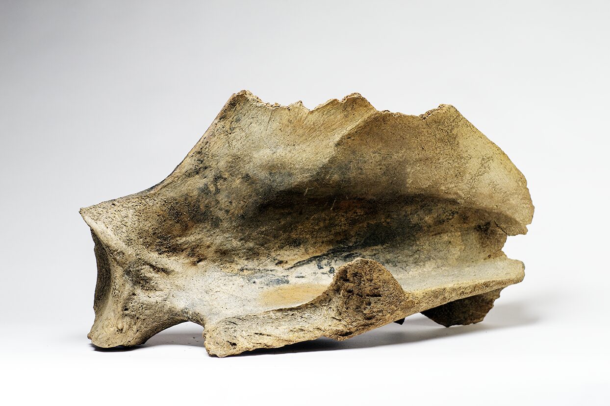 Shoulder blade bone, woolly mammoth. Beneath the ever-frozen ground of Alaska, lie the bones of Ice Age creatures that roamed this region tens of thousands of years ago: bison, woolly mammoths, and prehistoric bears. Stored in a permafrost deep-freeze for all this time, these remained are in pristine condition and represent an unprecedented window into the life of the Pleistocene Epoch.