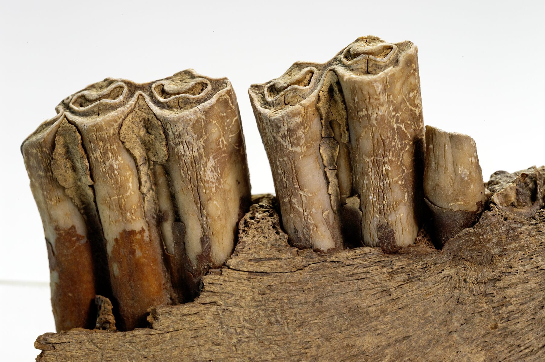 Photo of the Steppe Bison jaw bone with teeth, a permafrost discovery