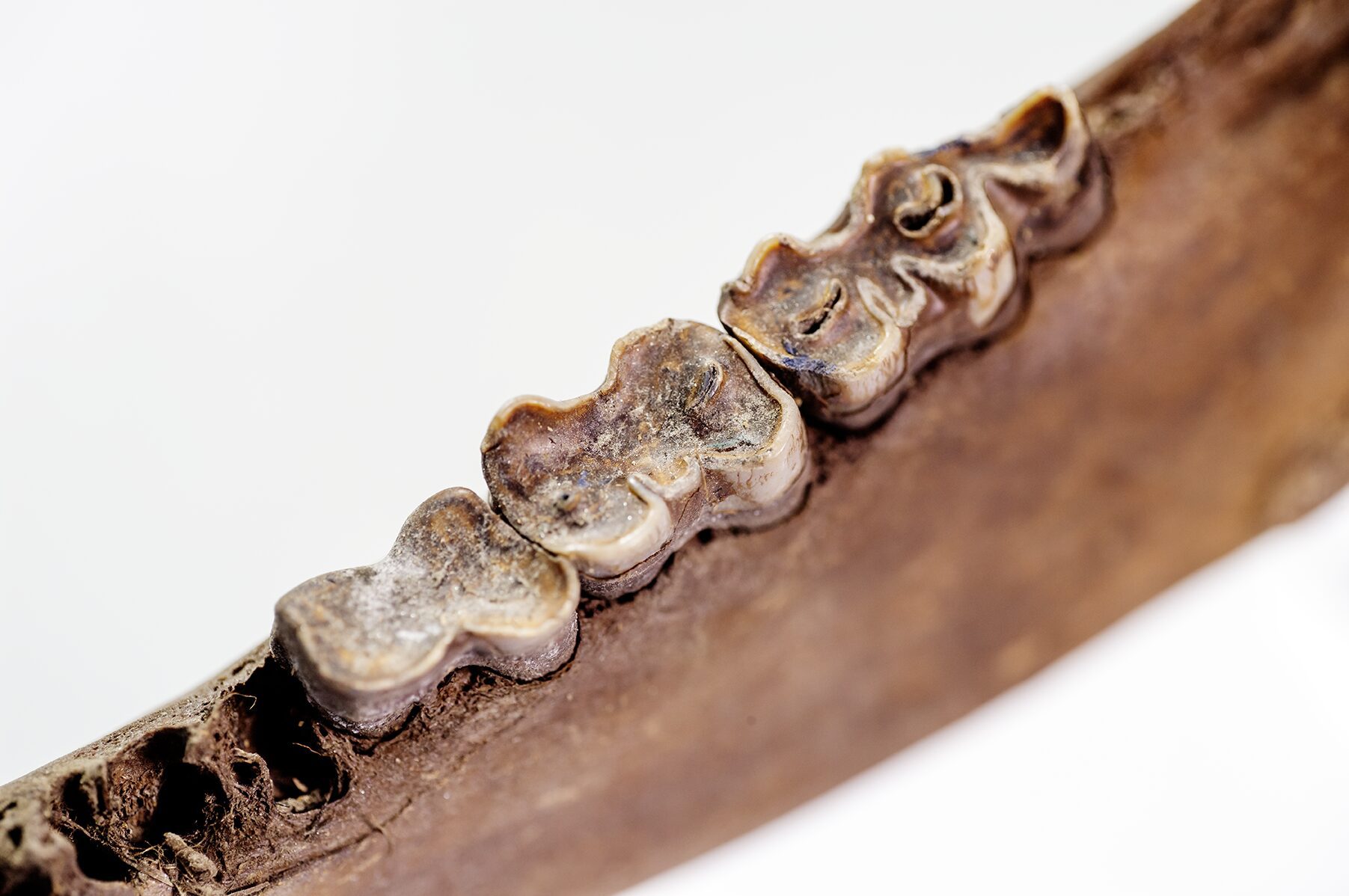 Photo of the Steppe Bison jaw bone with teeth, a permafrost discovery