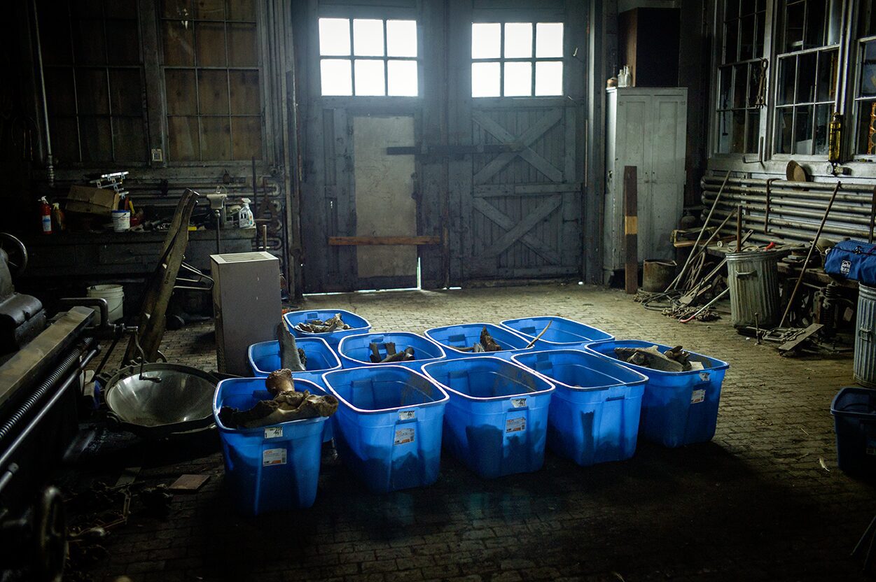 Tubs on the floor filled with animal bones from the last ice age from the Boneyard Alaska dig site in Fairbanls.