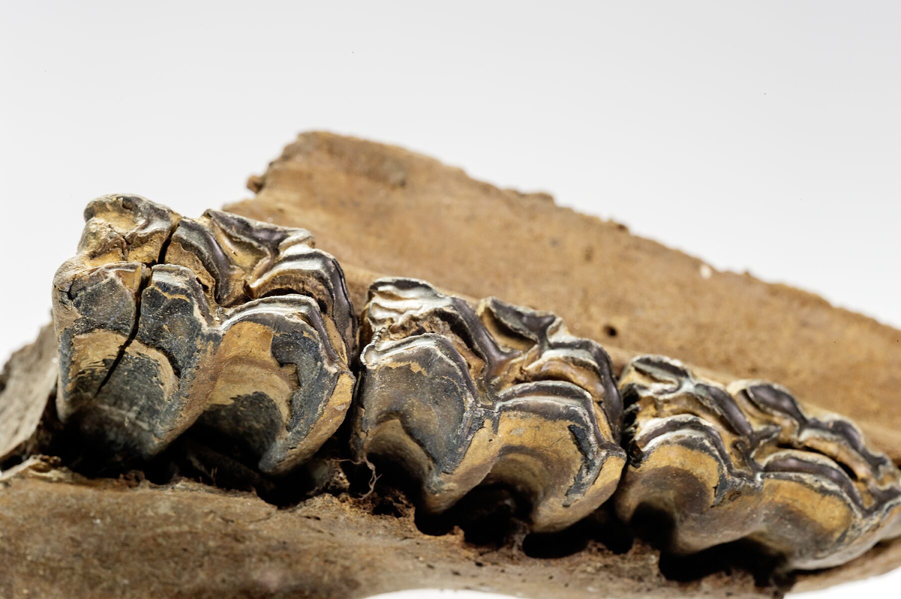 Steppe Bison teeth discovery in the permafrost at the Boneyard Alaska dig site, perfectly preserved in the permafrost since the Last Ice Age and the following extinction event some 11700 years ago.