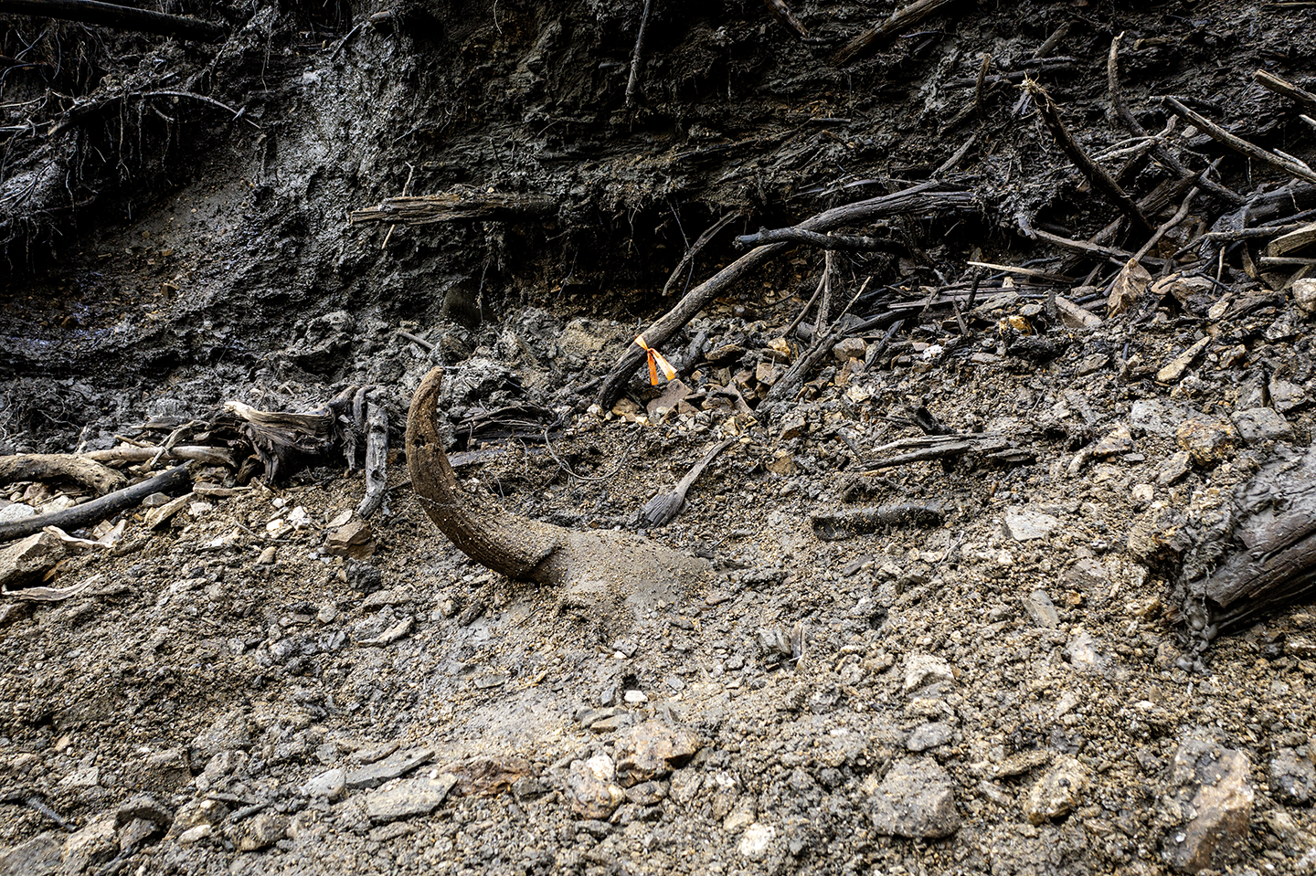 Photo of a Steppe Bison scull frozen in the permafrost at the Boneyard Alaska dig site just up from Fairbanks Alaska USA Animal scull from the last Ice Age discovered in the permafrost in Alaska USA