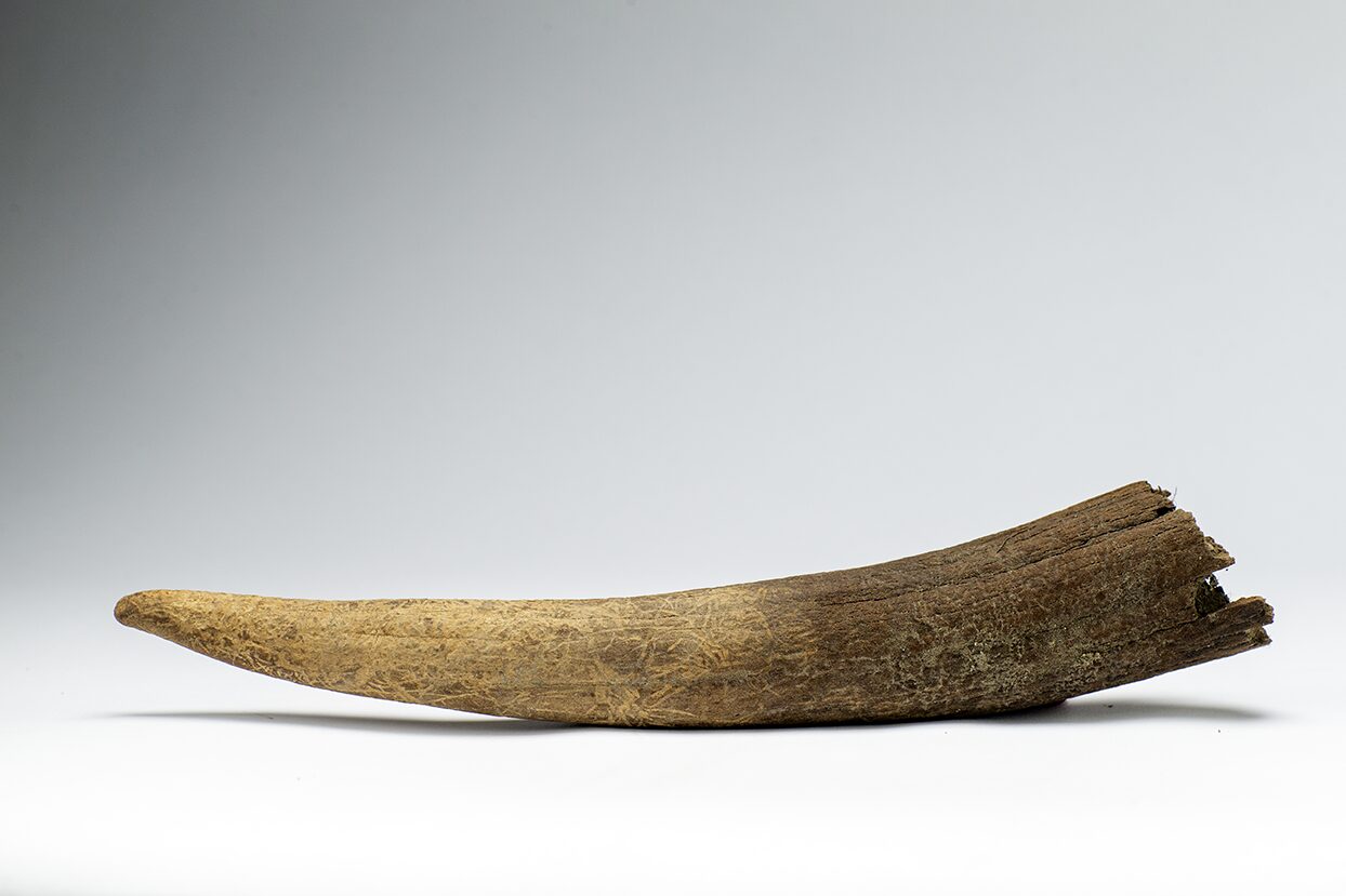 Juvenile female mammoth tusk photo from a permafrost discovery at the Boneyard Alaska