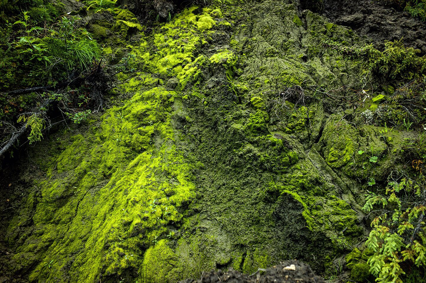 The frozen muck is giving way to new green plants, moose, liken, gras, vegetation at the boneyard