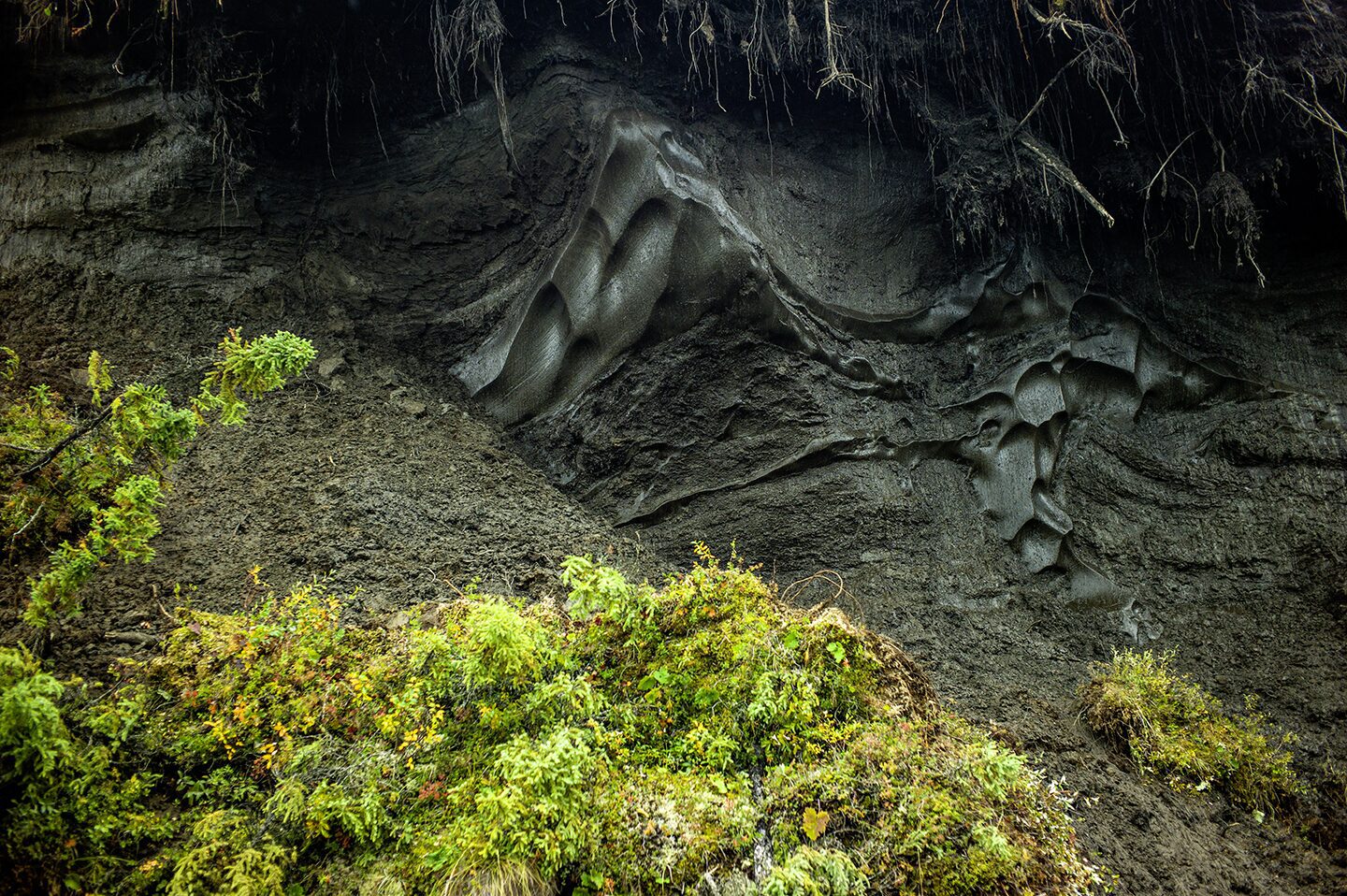 "Global warming with higher temperature in the summer and during the the permafrost hold a large mass of carbon, decomposing material and water in the form of ice. With the ice melting due to warmer summers and less cold in the winter, the permafrost has been melting at an accelerated rate and the release of gasses from decomposing material in the muck into our atmosphere at this high rate makes for an alarming fact, its happening but we do not like to believe it is so. "