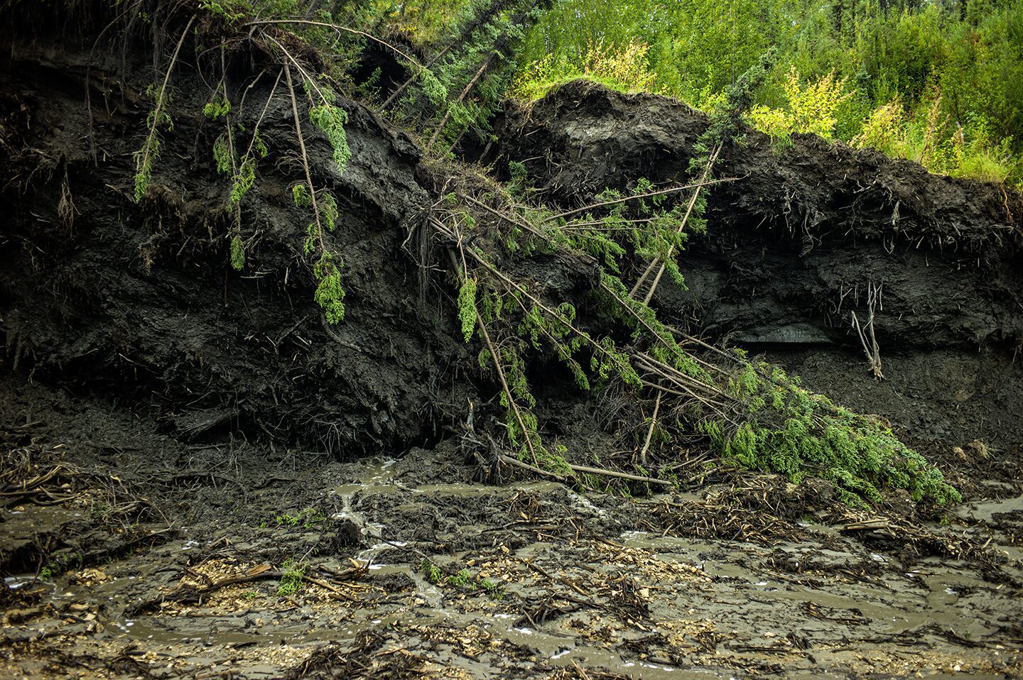 Global warming with higher temperature in the summer and during the The permafrost hold a large mass of Carbon, decomposing material and water in the form of ice. With the ice melting due to warmer summers and less cold in the winter, the permafrost has been melting at an accelerated rate and the release of gasses from decomposing material in the muck into our atmosphere at this high rate makes for an alarming fact, its happening but we do not like to believe it is so.