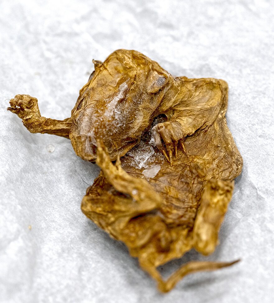 Beneath the ever-frozen ground of Alaska, lie the bones of Ice Age creatures that roamed this region tens of thousands of years ago: bison, woolly mammoths, and prehistoric bears. Stored in a permafrost deep-freeze for all this time, these remained are in pristine condition and represent an unprecedented window into the life of the Pleistocene Epoch. Permafrost discovery in Alaska, this dead Arctic Red Squirrel was discovered by John Reeves and his crew working at the Boneyard Alaska gold mine.