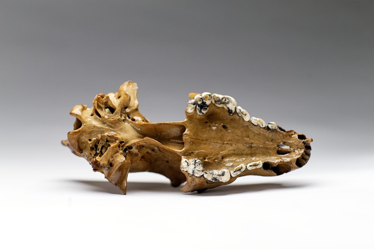 Dire Wolf skull with teeth, carnivore - an extremely rare fossil photo