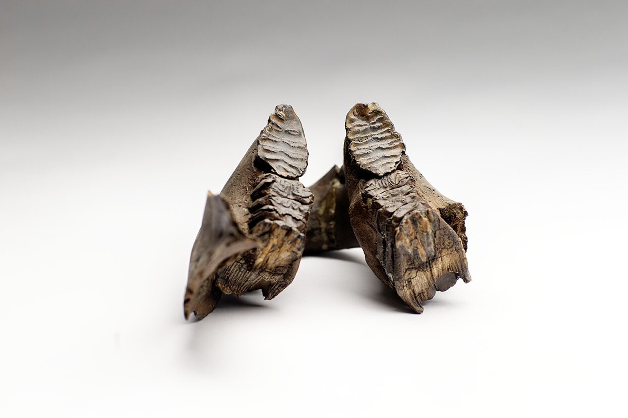 Woolly Mammoth lower jaw bone with unique dual molar, broken but in great condition