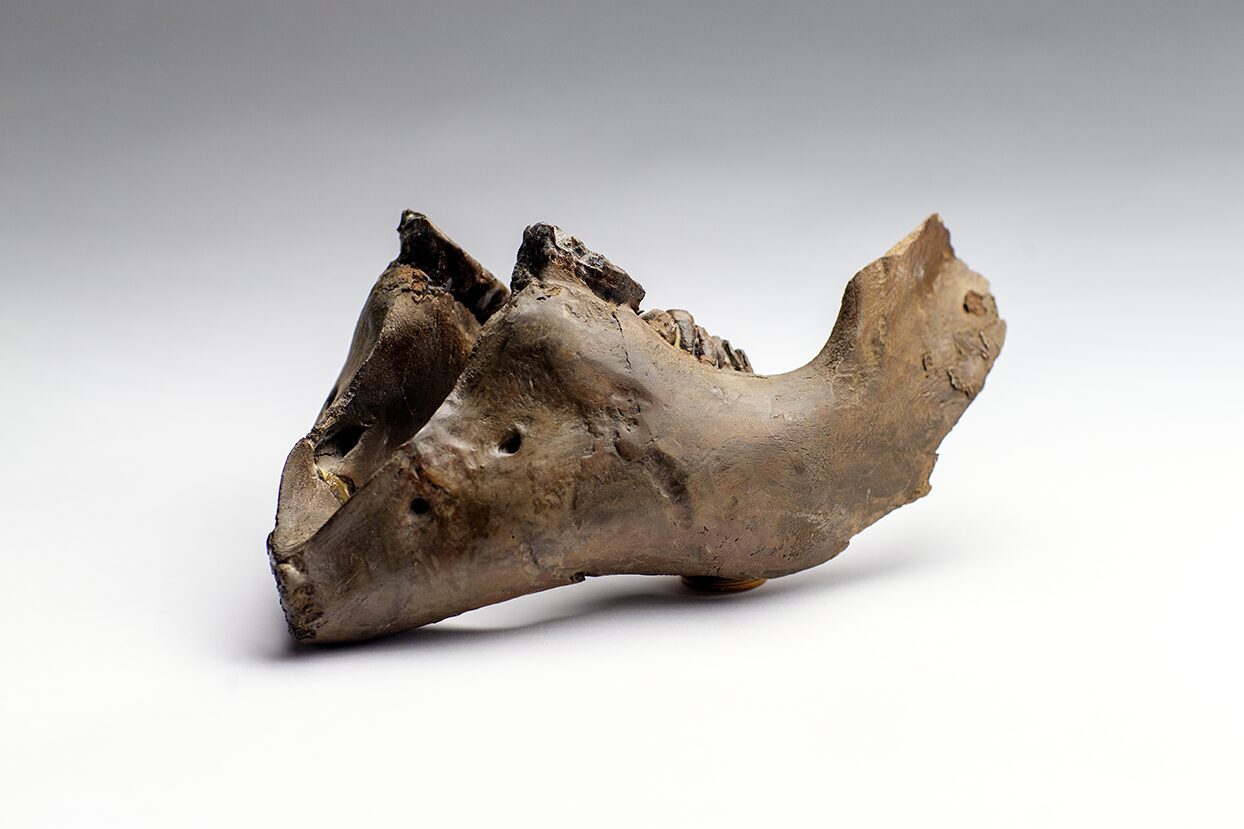 Woolly Mammoth lower jaw bone and teeth in perfect condition. This permafrost discovery by John Reeves and his crew at the Boneyard Alaska.