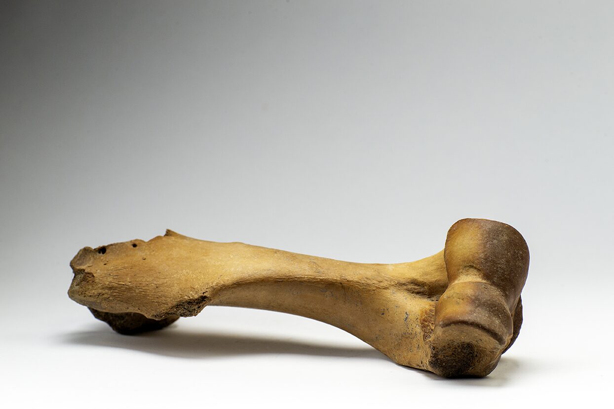 Beneath the ever-frozen ground of Alaska, lie the bones of Ice Age creatures that roamed this region tens of thousands of years ago. This woolly Mammoth leg bone was discovered in the permafrost at the Boneyard Alaska