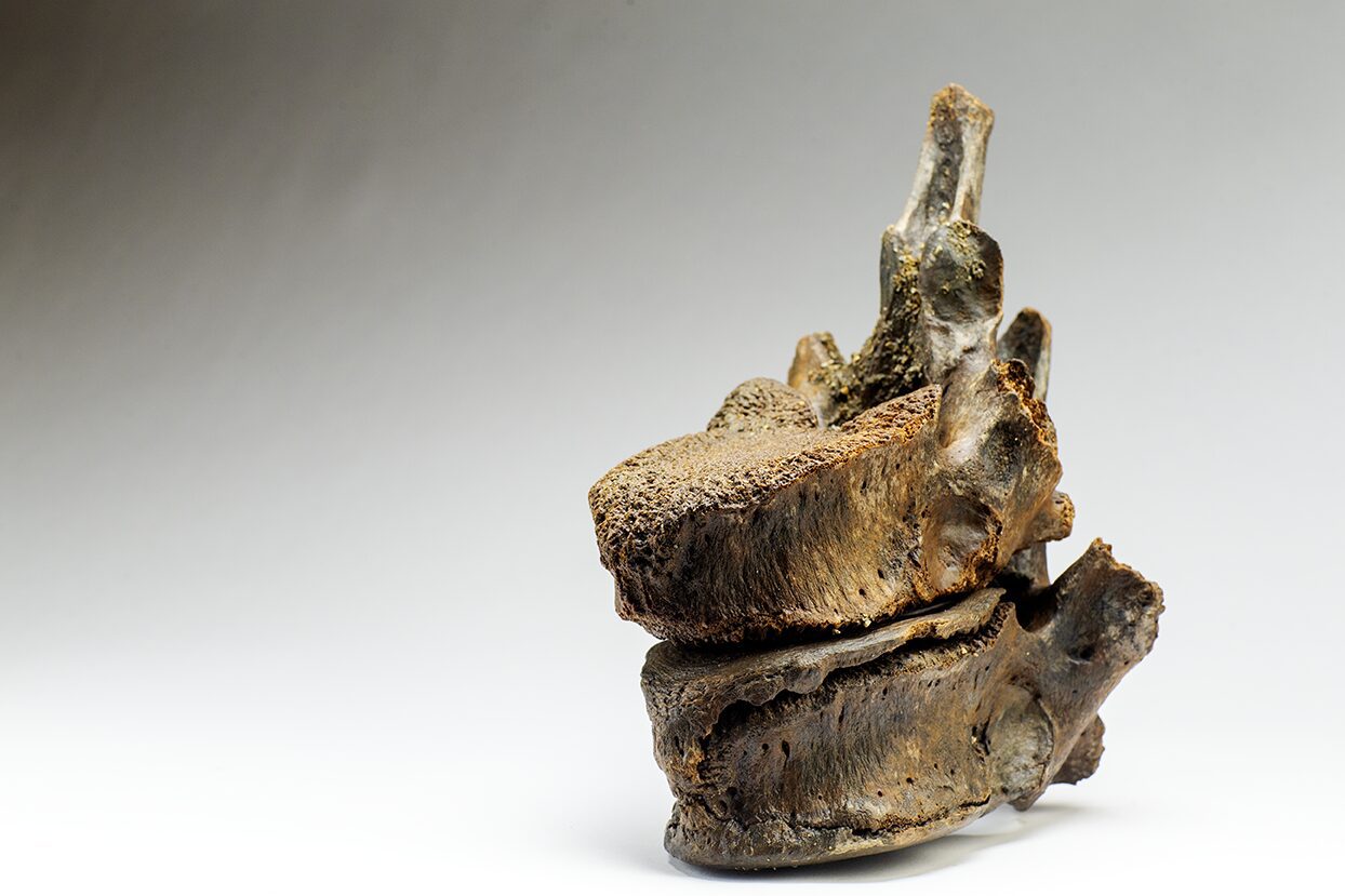 Vertebras of the Woolly Mammoth that lived during the last Ice Age, a discovery at the Boneyard Alaska, perfectly preserved in the permafrost before John Reeves and his crew made the discovery.