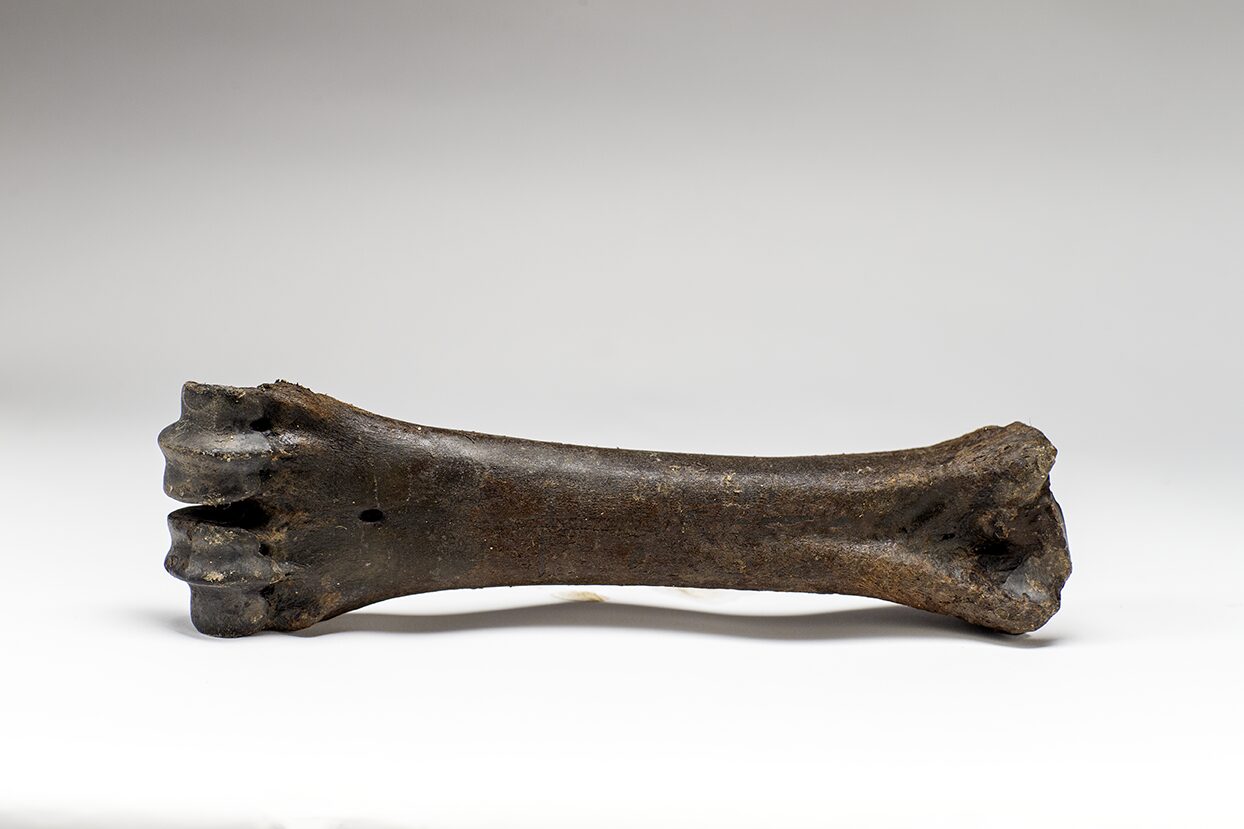 Photo on white background of a perfectly preserved Steppe Bison leg bone