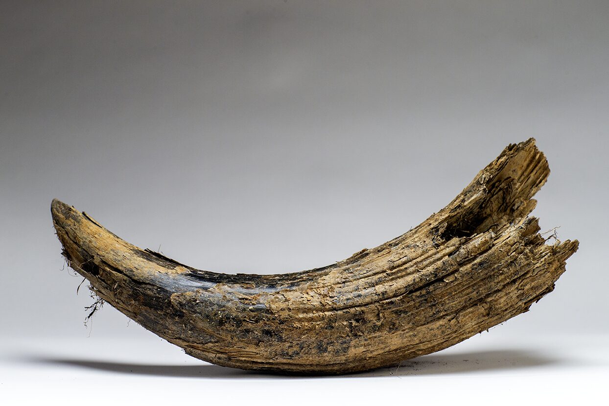 Photo of a perfectly preserved Steppe Steppe Bison horn sheath